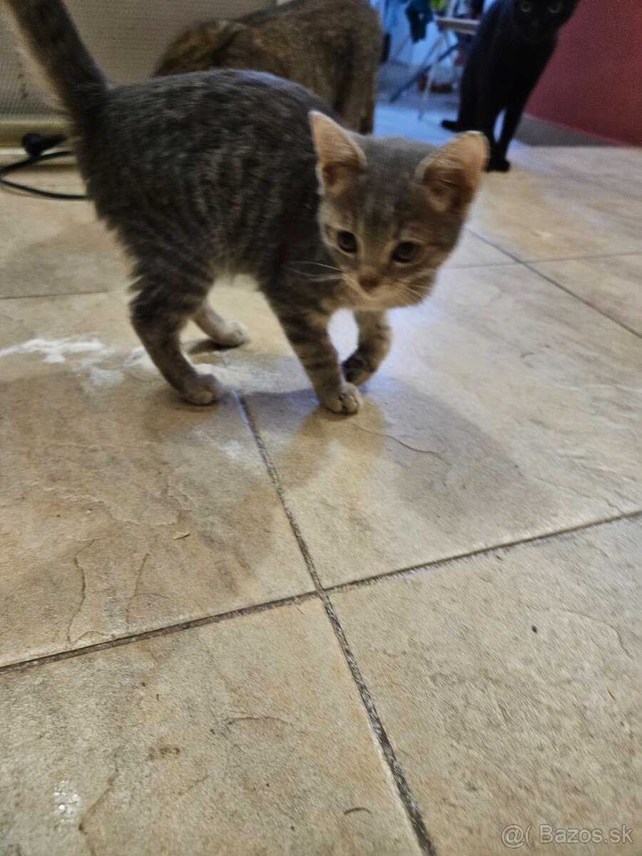 Darujeme mačiatka - 4