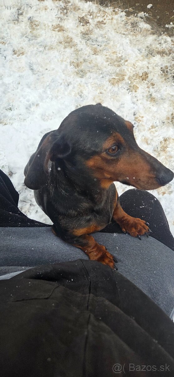 Jazvečík krátkosrtstý - 4