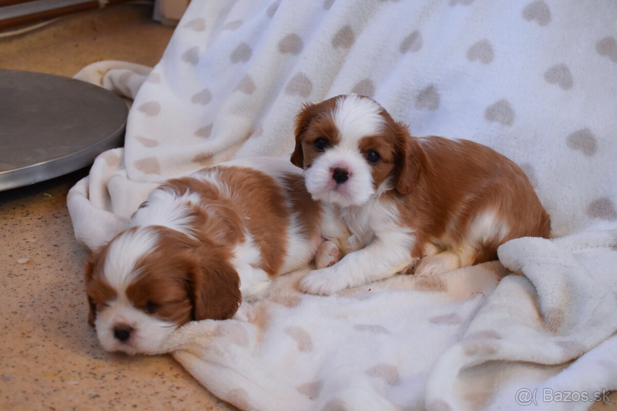 Šteniatka Cavalier King Charles Spaniel - 4