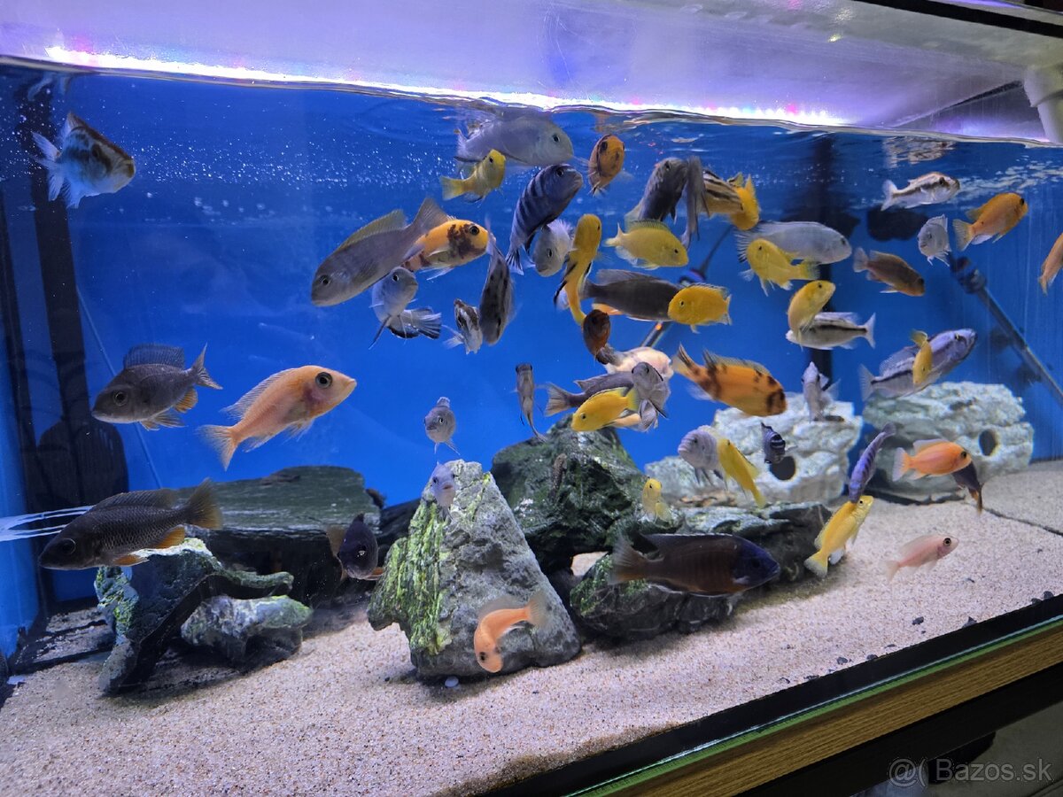 Africké cichlidy - 4