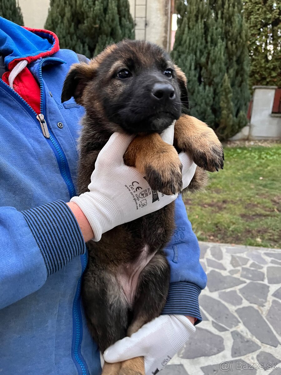 Nemecký ovčiak - 4