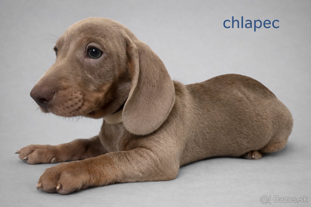 Jazvečík trpasličí hladkosrstý - 4