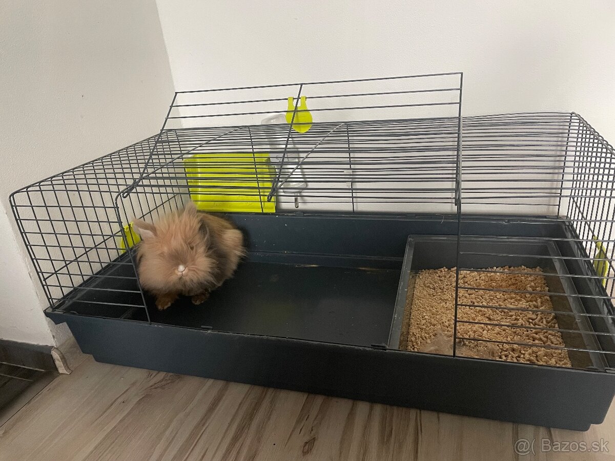 Zakrslý králik - 4