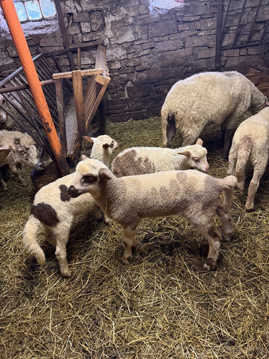 Predám jahňatá - 4