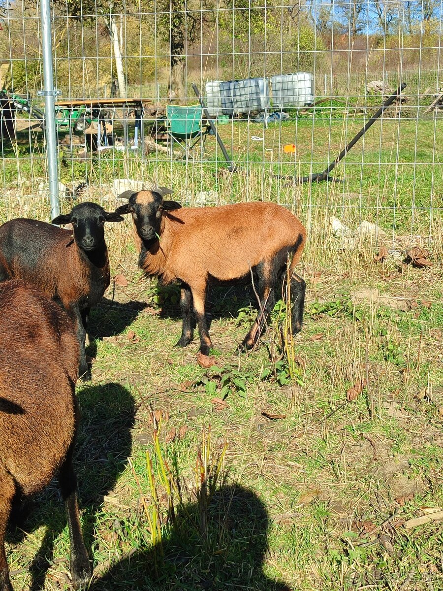 Baran kamerunský - 4