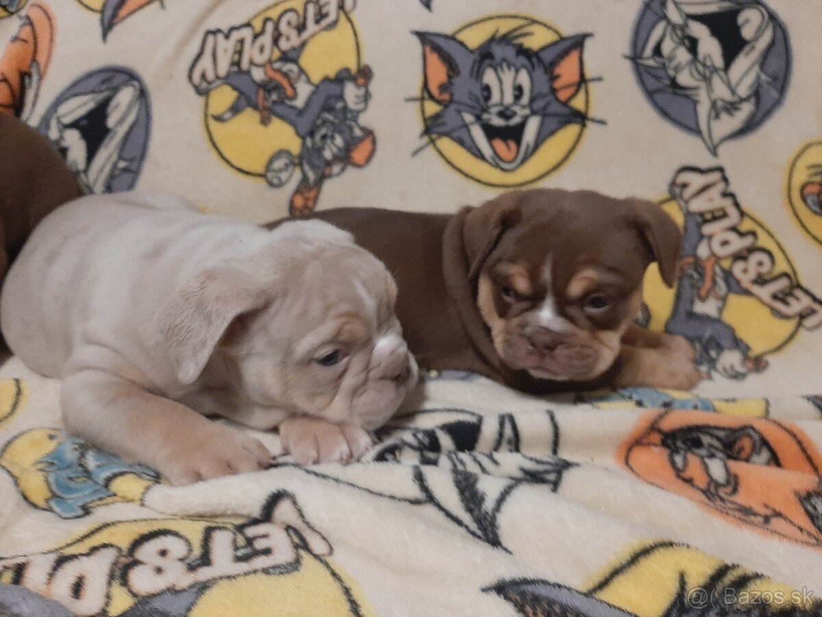 Anglický buldog, englisch buldog - 4