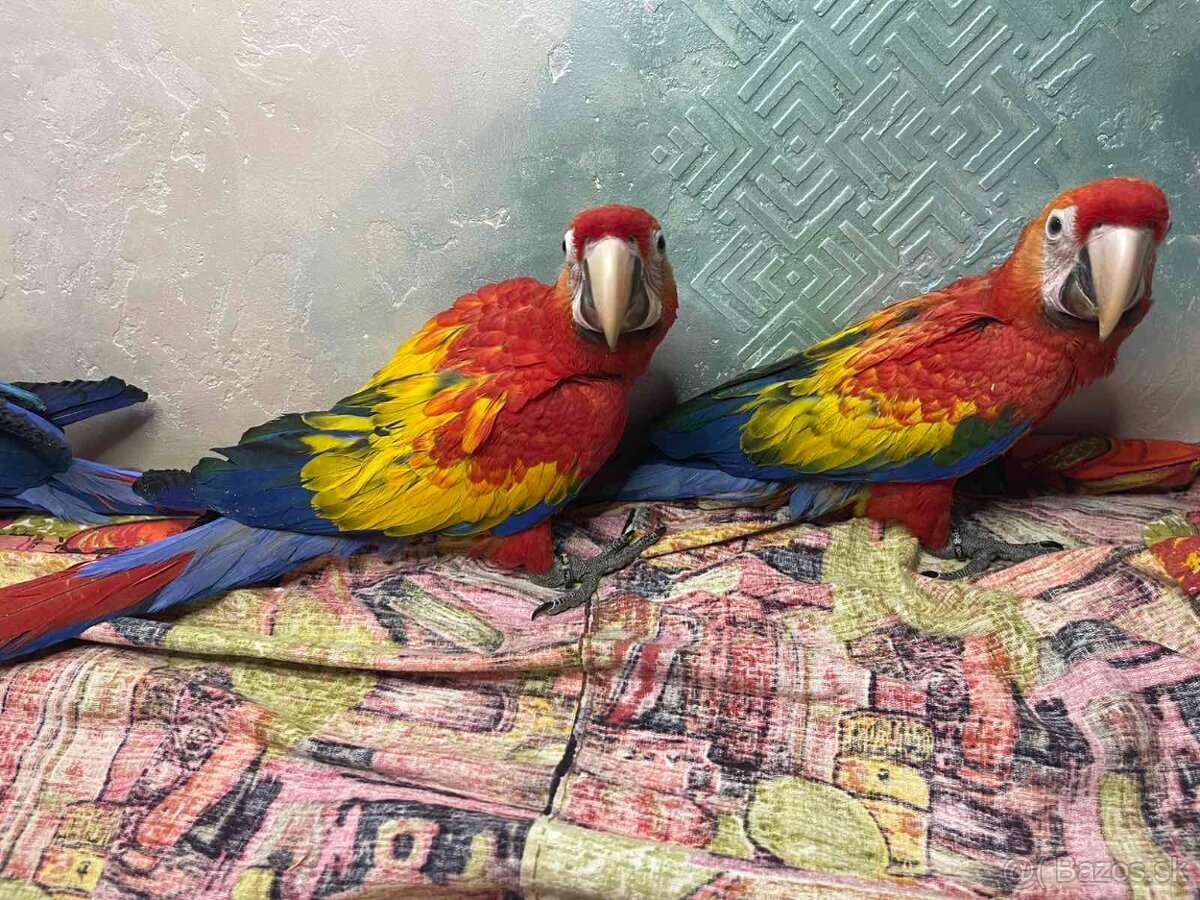 Ara arakanga (macao) - 4