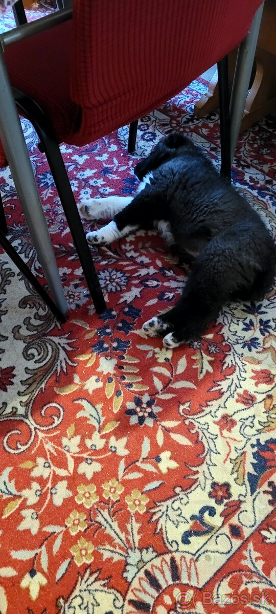 Stredoazijsky ovciak - 4