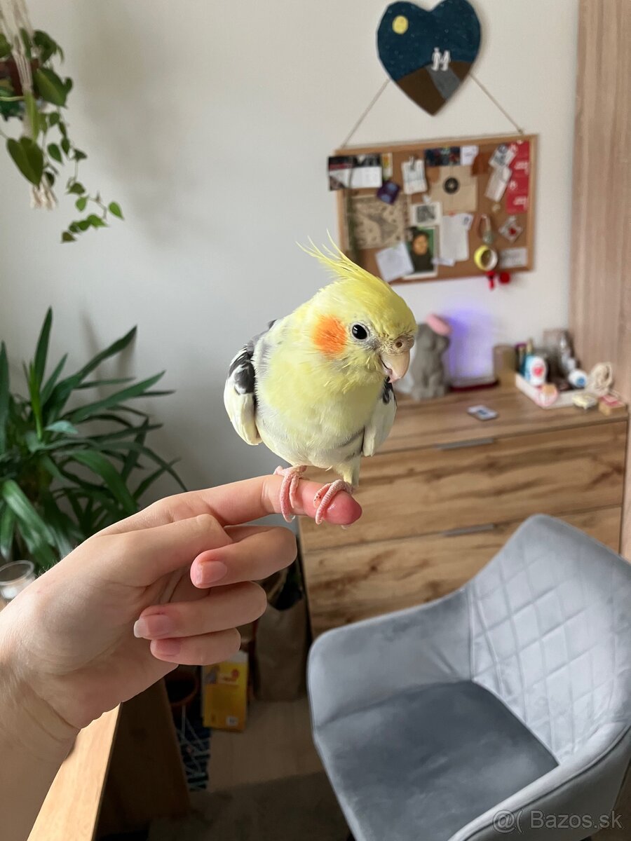 Hladam docasny domov pre korelu - 4