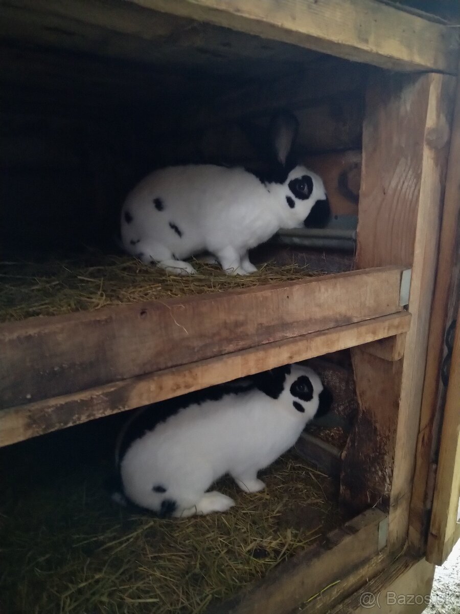 Nemecký obrovitý strakáč - 4