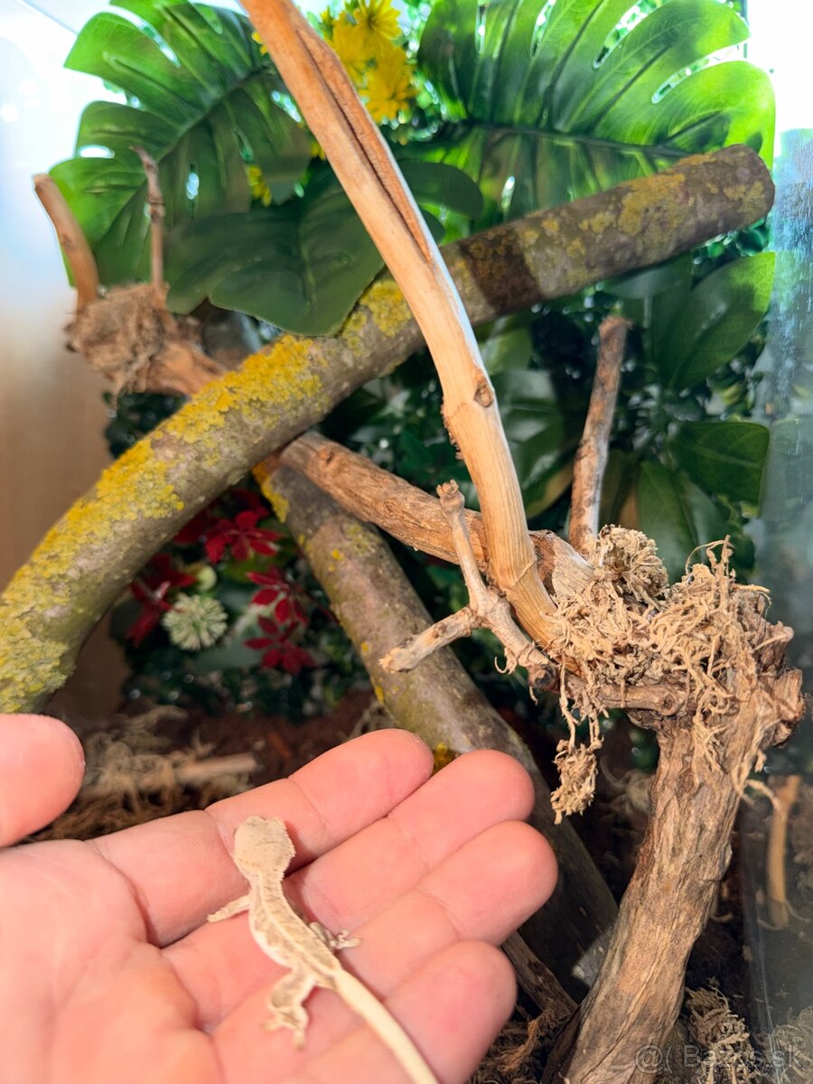 Pagekon riasnatý + Terárium - 4