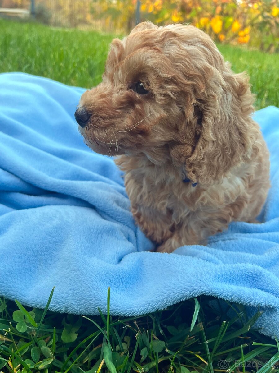 Pudel / pudlík - trpaslíči, šteniatka chlapci - 4