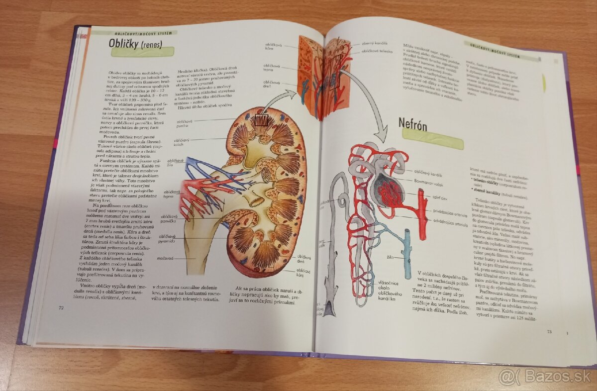 Zem, Ľudské telo Vedomosti v kocke NOVÉ - 4