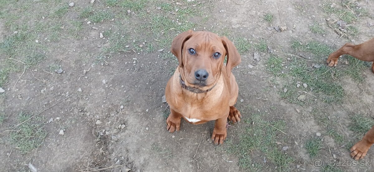 Rhodesian Ridgeback - 4