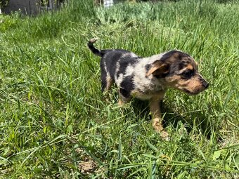 Francúzsky ovčiak BEAUCERON - 4
