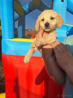Zlatý retriever - 4