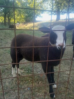 Zwartbles - 4