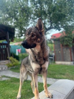 Šteniatka- Československý vlčiak - 4