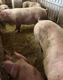 Predám jatočné ošípané - 4