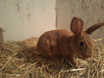 Predávam zakrslé králiky - 4