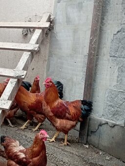 Kohút Hempšír - 4