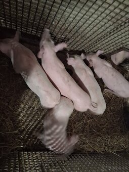 Predam odstavčata - 4