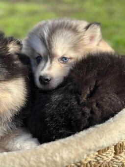 Pomsky / Pomeranian / Husky - 4