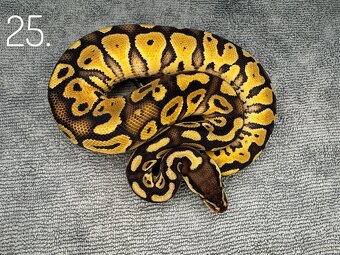 Predám nádherne mladé Python Regius 2024 - 4