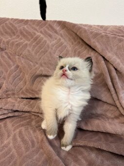 Ragdoll mačiatka - 4