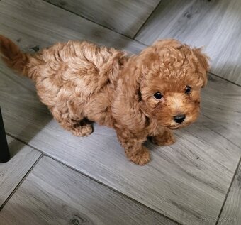 Pudel Pudlik mini toy ❣️ - 4