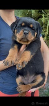 Šteniatka Rottweilera, Rottweiler, Rotvajler,Rottweiler s PP - 4