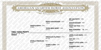 Quarter Horse Kobylka vhodná na jazdenie aj do chovu - 4