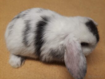 Zakrslý  baranček -zdrobnelý - 4