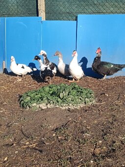 čínske kačice - 4