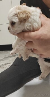 Predám Yorkshire terrier mini - 4