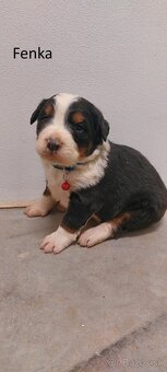 Bernský salašnícky pes- šteniatka - 4