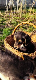 Darujem šteniatka - 4