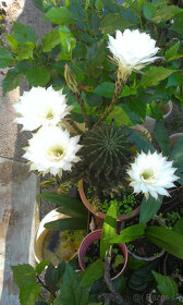 Kvety kaktus sukulent 01 - 4