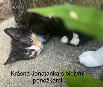 Darujeme krásne mačiatka - 4