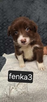 Border Kolia šteniatka - 4