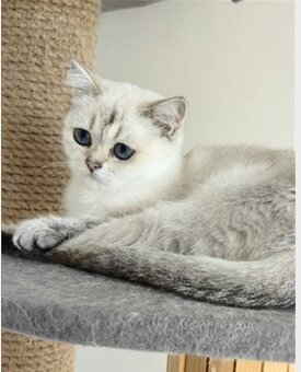 Britská krátkosrstá mačka - 4