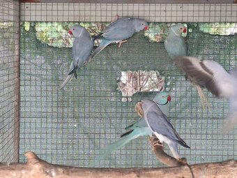 Alexander maly hch - 4