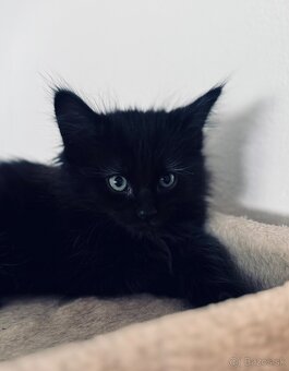 Maine Coon (Mainská myvalia) - 4