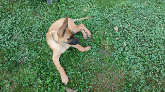 Belgický Malinois - 4