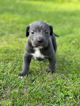 Šteniatka Cane Corso - 4