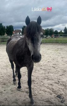 Sportovní pony princezna pro nejmenší - 4