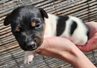 Jack Russell - 4