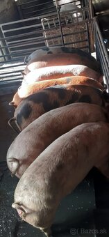 Domáce jatočné ošípané - 4