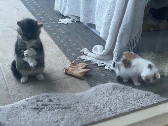 Darujem dve mačiatka - 4
