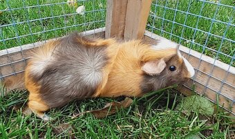 Morské prasiatka - 4